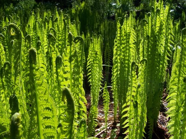 Sprouting ferns