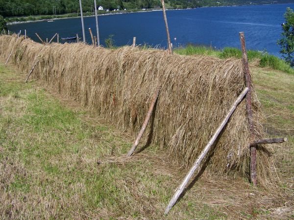 Make hay while the sun shines Norwegian style