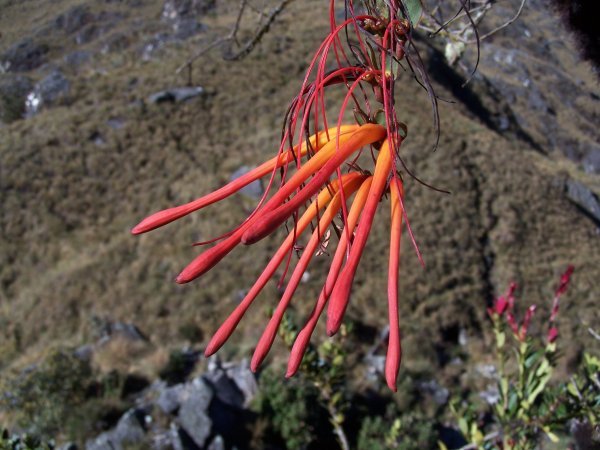 Flower, Inca trail, Camino del Inca, Peru