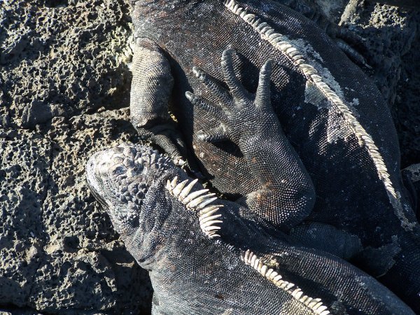 Black iguana, Galapagos, Ecuador, hey buddy!