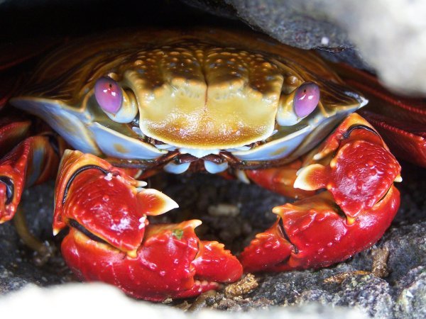 Sally lightfoot crab, close-up, Galapagos, Ecuador