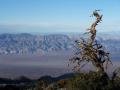 Panamint Valley, Telescope Peak, Death Valley, dead tree