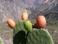 Colca Canyon, cactus, prickly pear, Peru
