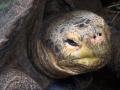 Tortoise, close-up, Galapagos, Ecuador