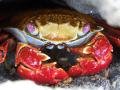 Sally lightfoot crab, close-up, Galapagos, Ecuador