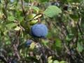 Blueberry, close-up, Alaska, Denali