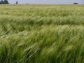 Wheat, field, wind, Germany, green