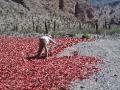 Argentina, chillies, drying, throwing, old woman, vieja, desert