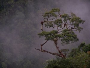 Jungle, rainforest, Zamora, Ecuador