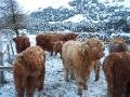 Highland Coos enjoying the snow