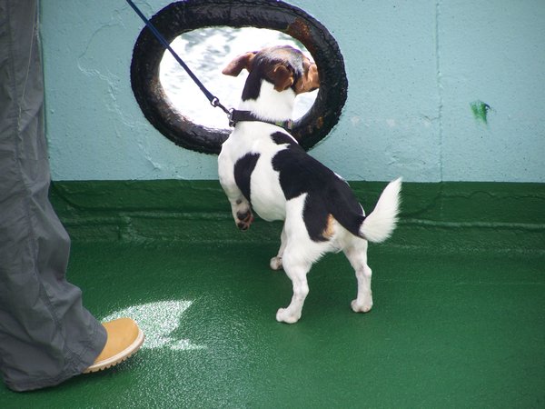 A wee doggie enjoying the ferry too!
