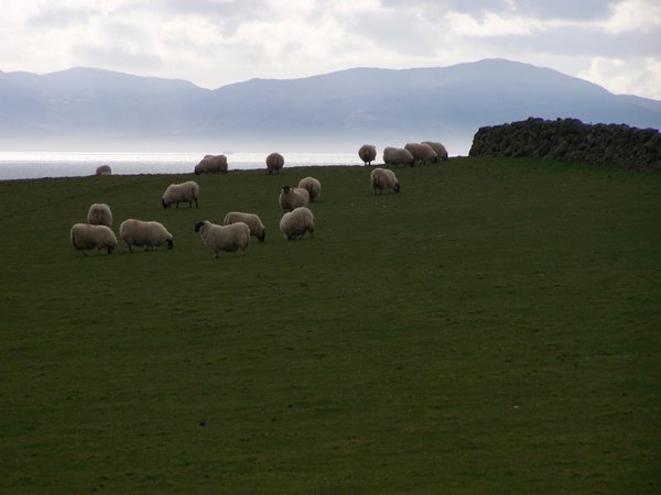 Sheep with a view