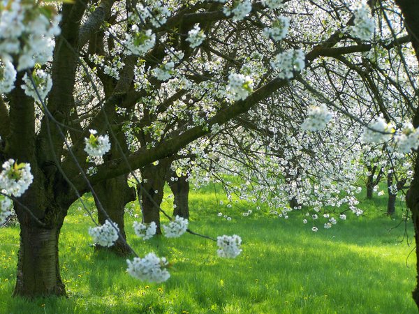cherry blossom, orchard v2