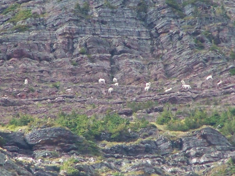 Goats miles away on a cliff face