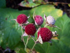 Thimbleberries (I hope)