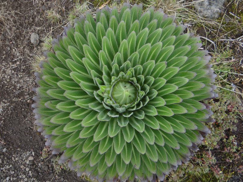 Cactus-like plant