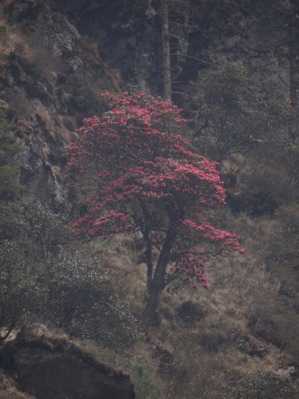 Distant rhododendron 