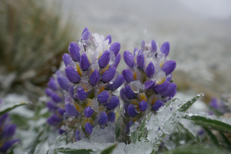 Snowy flora