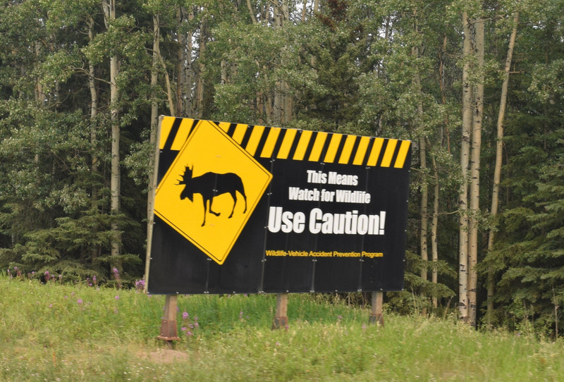 Caution - Wildlife