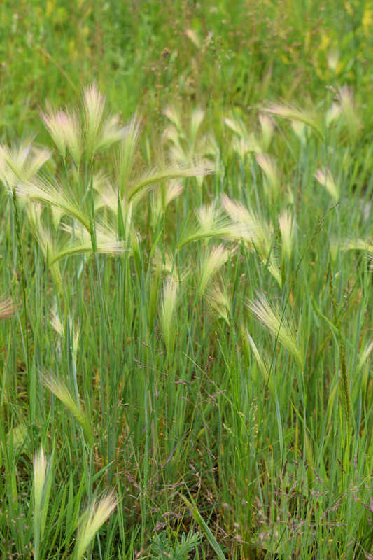 Artsy-Fartsy Grass