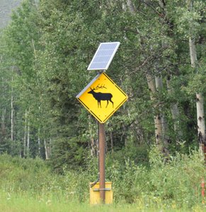 Watch Out for Elk With Solar Panels