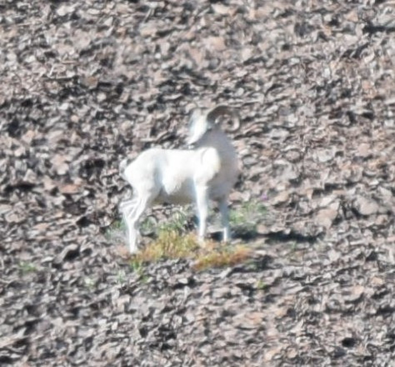 Dall Sheep Super Zoomed In