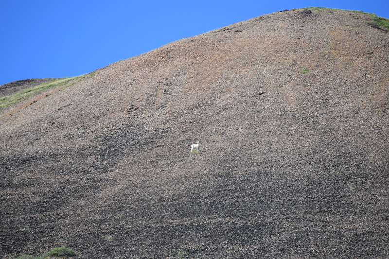 Dall Sheep Zoomed In