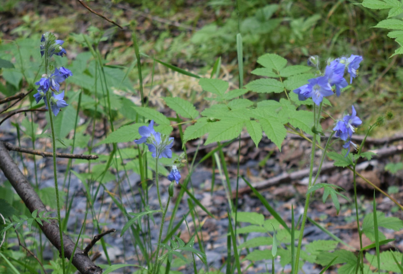 Wildflowers Along the Walk