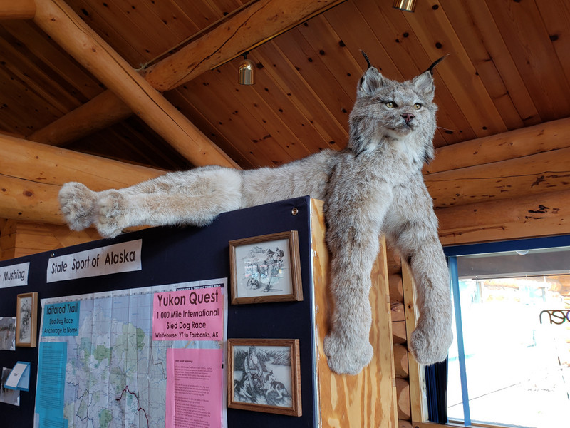 Lynx - Look at Those Massive Paws!
