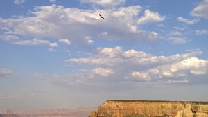 Condor riding the air currents