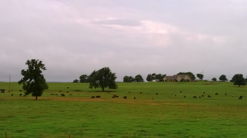 Cow Farm