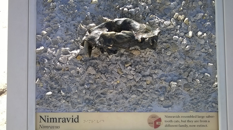 Nimravid Fossil