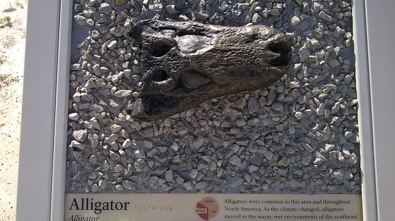 Alligator Fossil