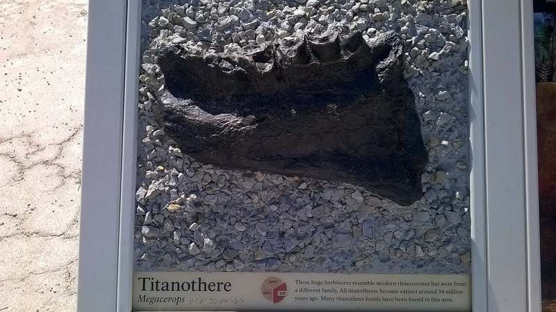 Titanothere Fossil