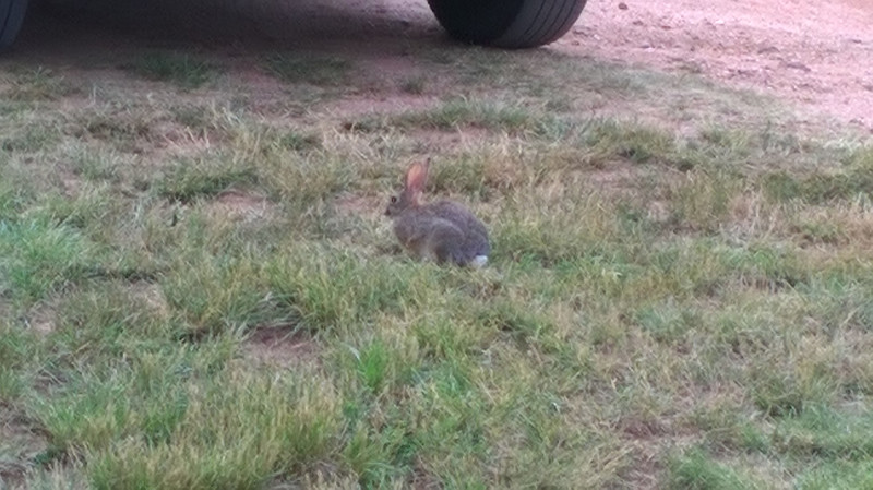 Lots of These Critters in the Campground