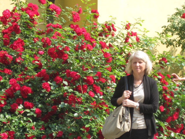 The roses in Prague are in full bloom, including this bush outside St Clement
