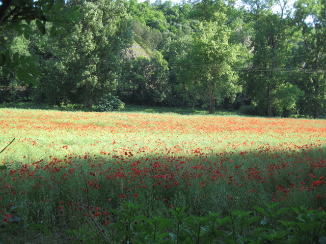 Poppy fields by the river