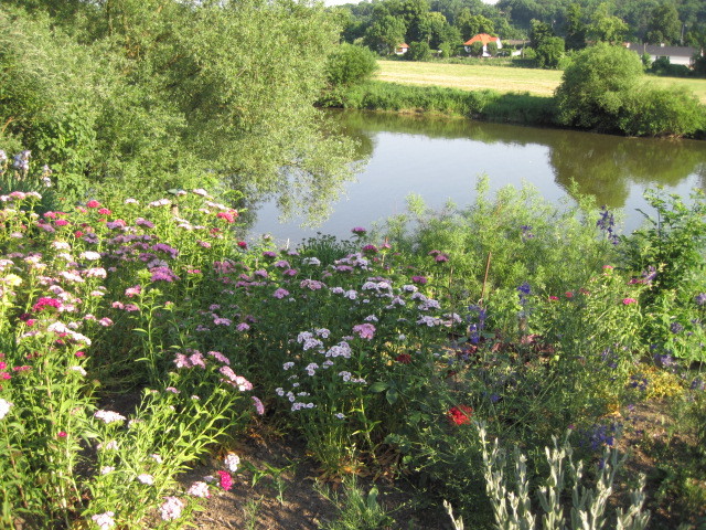flowers lined the river bank