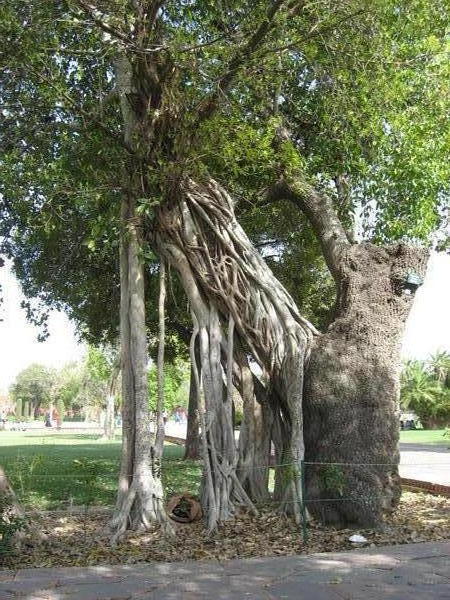 Banyen Tree