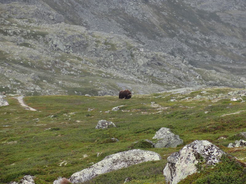 Musk ox in a distance