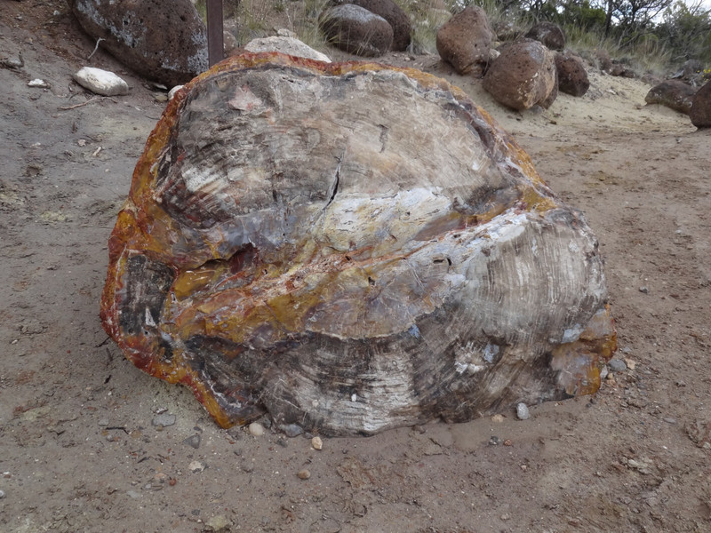 Escalante Petrified Forest