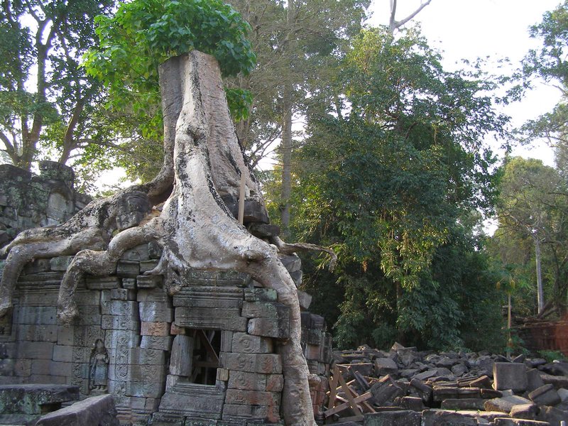 Ancient trees taking over