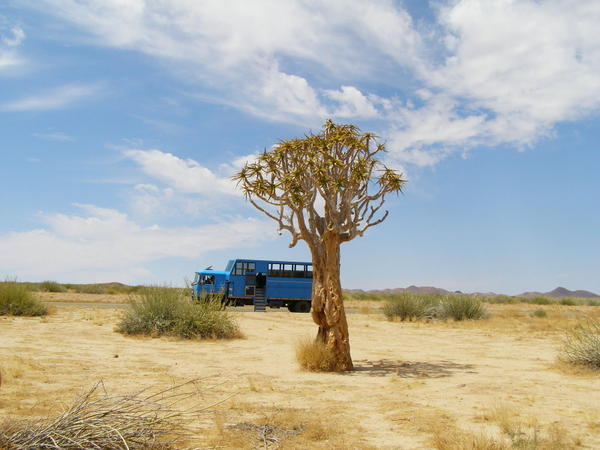 Quiver tree with our big blue truck