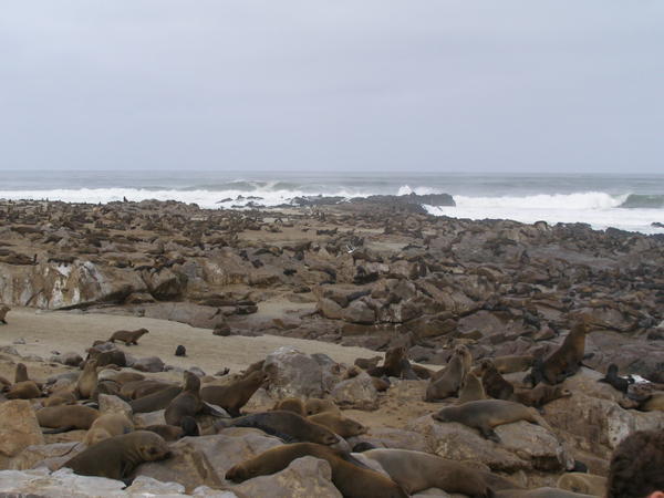 Cape Cross Seals