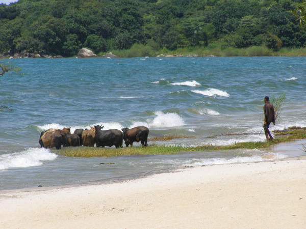 Local takes his cows to the beach, as you do...