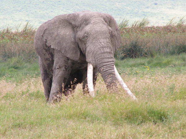 The elephants in the Ngorongoro Crater have, in general, the largest tusks of any elephants in the world