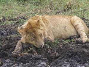 How cute is this cub down in the Ngorongoro Crater!