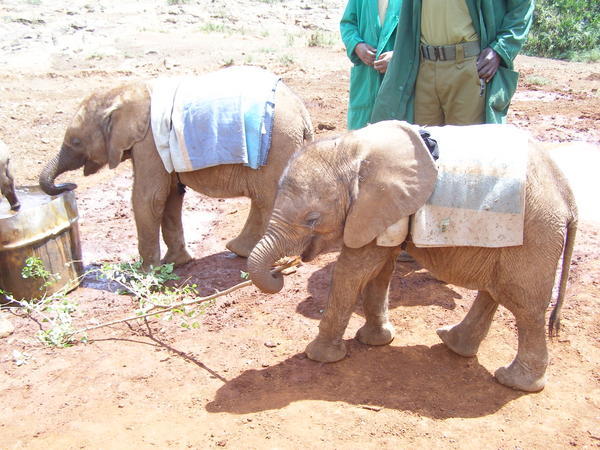 The tiniest elephants at the Elephant Orphanage in Nairobi