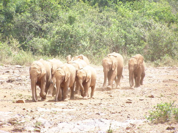 6 Months to 3 Years elephants at the Elephant Orphanage in Nairobi - stirring up a storm as they stampede in for lunch!