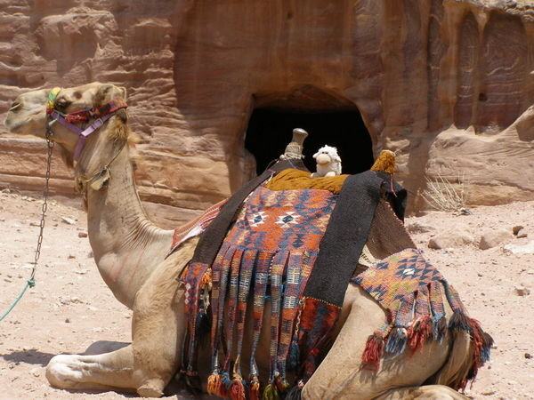 Sheepy takes a Camel ride